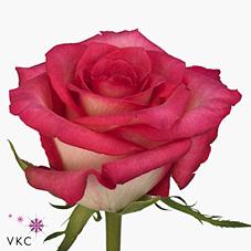 Срезанные цветы оптом Rosa sm carion от 360шт из Голландии с доставкой по России