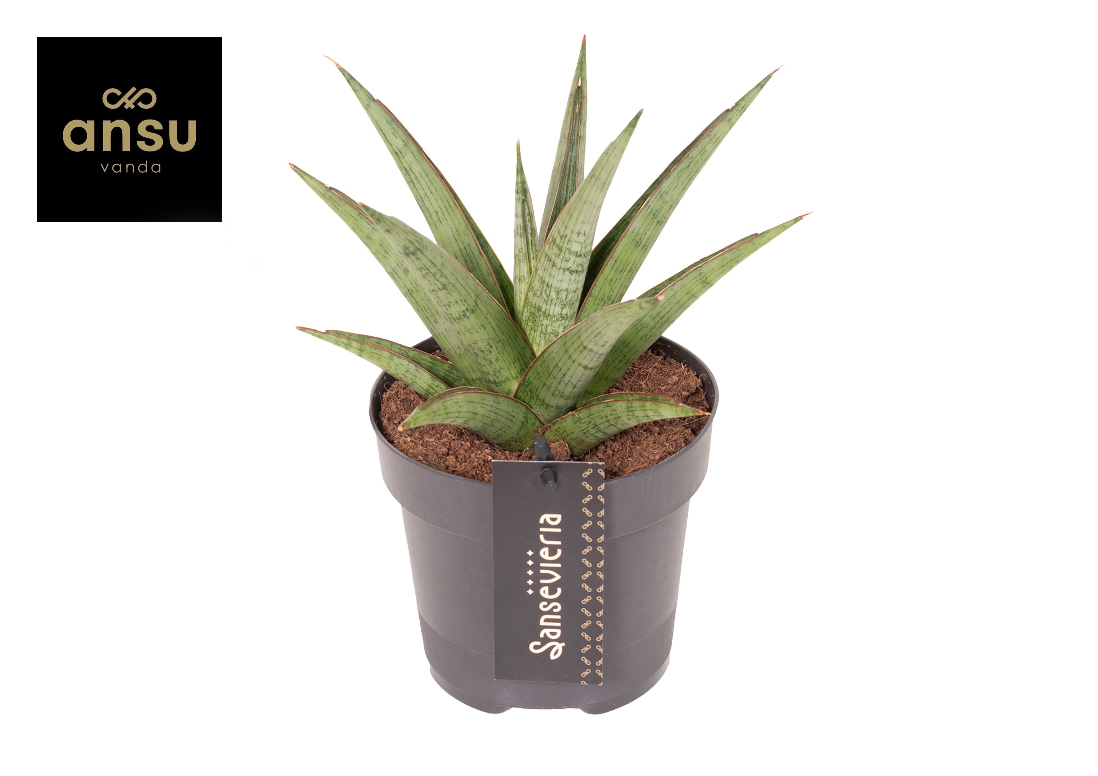 Горшечные цветы и растения оптом Sansevieria Comet Canoe No. 2 от 10шт из Голландии с доставкой по России