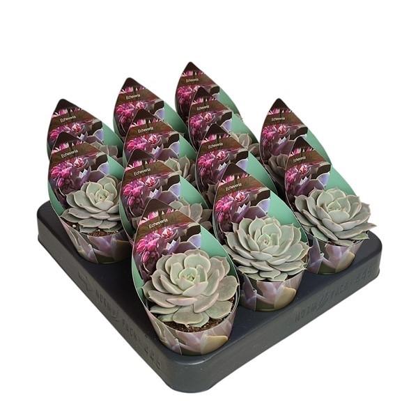 Горшечные цветы и растения оптом Echeveria Lola Potcover от 12шт (для телеги) из Голландии с доставкой по России