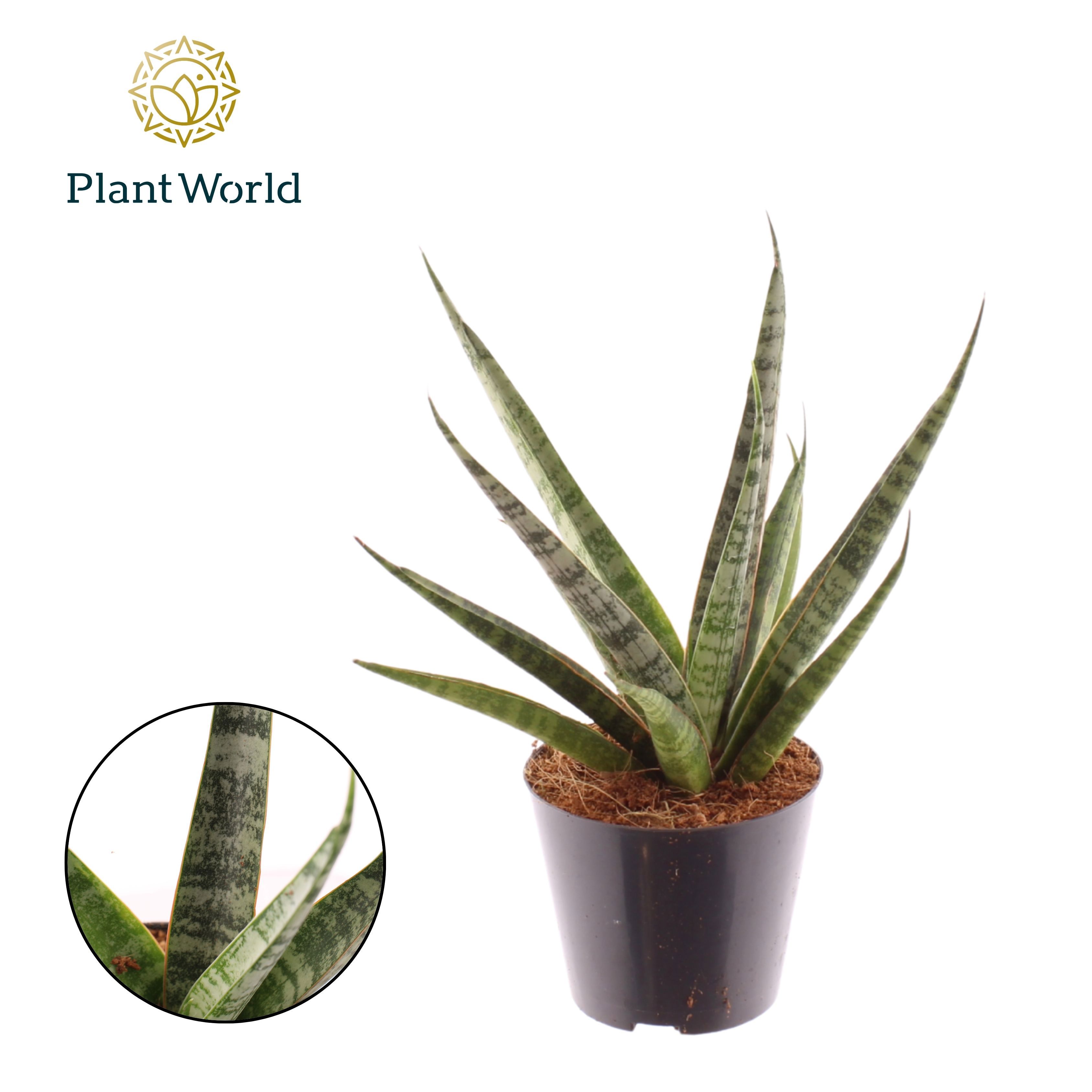 Горшечные цветы и растения оптом Sansevieria Sem от 11шт из Голландии с доставкой по России