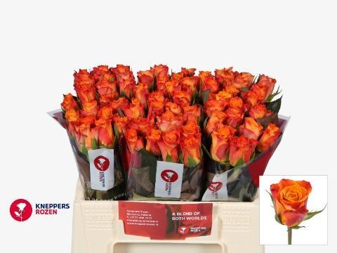 Срезанные цветы оптом Rosa large mariyo! от 50шт из Голландии с доставкой по России