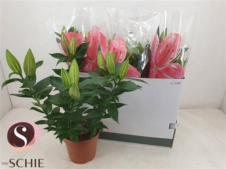 Горшечные цветы и растения оптом Lil Or Magny Cours 5pp от 5шт из Голландии с доставкой по России