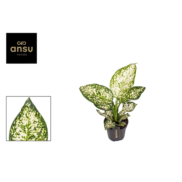 Горшечные цветы и растения оптом Aglaonema Ivory Jade от 6шт из Голландии с доставкой по России