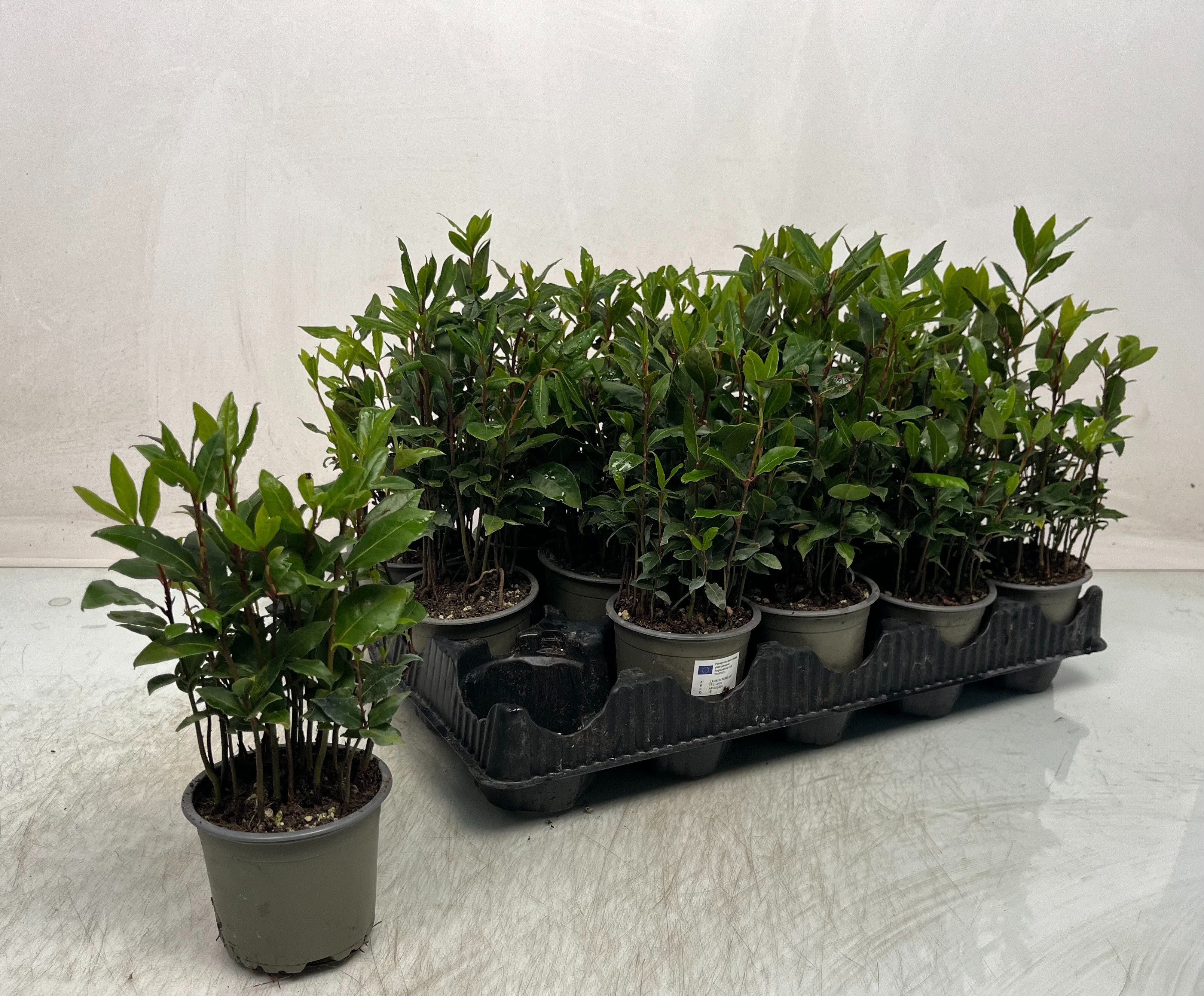 Горшечные цветы и растения оптом Lau Nobilis от 15шт из Голландии с доставкой по России