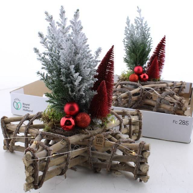 Горшечные цветы и растения оптом Cham L Ellwoodii от 2шт из Голландии с доставкой по России