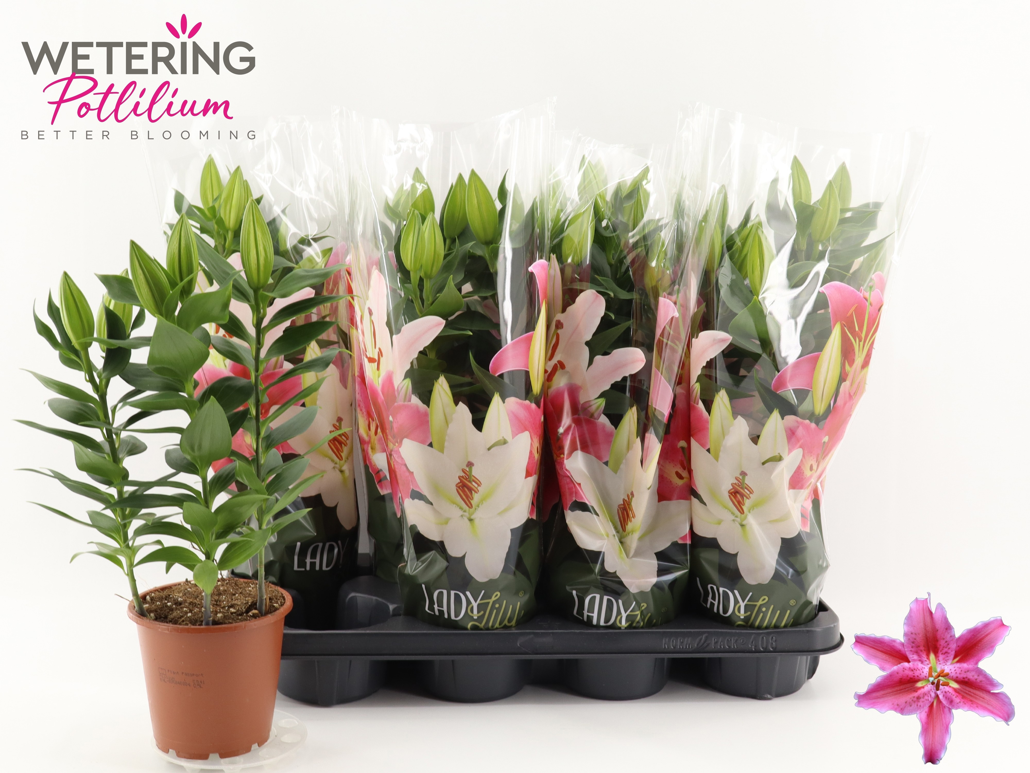 Горшечные цветы и растения оптом Lil Or Sun Martiniqu от 8шт из Голландии с доставкой по России