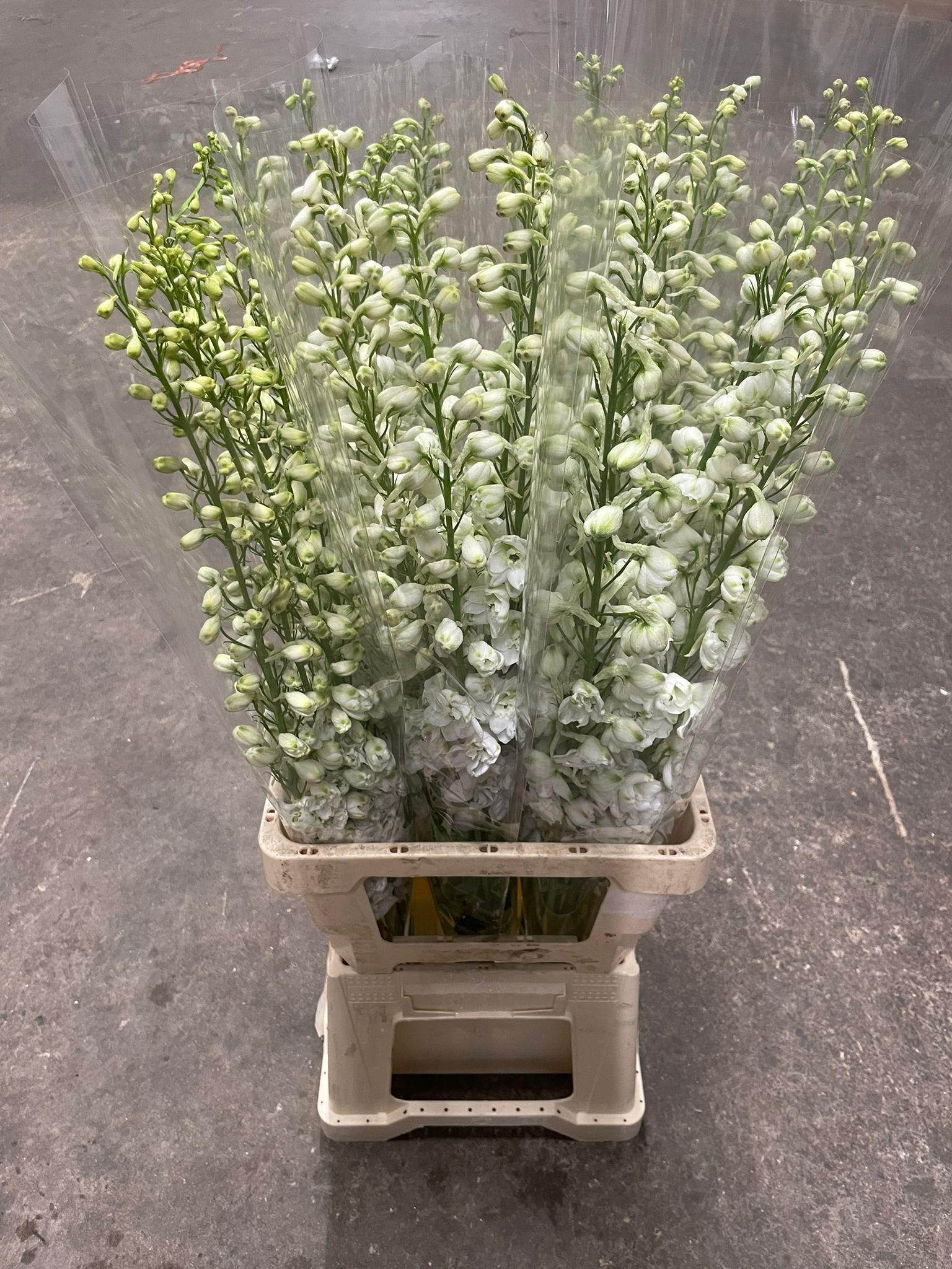 Срезанные цветы оптом Delphinium el magic fountains white от 25шт из Голландии с доставкой по России