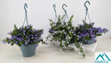 Горшечные цветы и растения оптом Camp Addenda Mixk от 3шт (для телеги) из Голландии с доставкой по России
