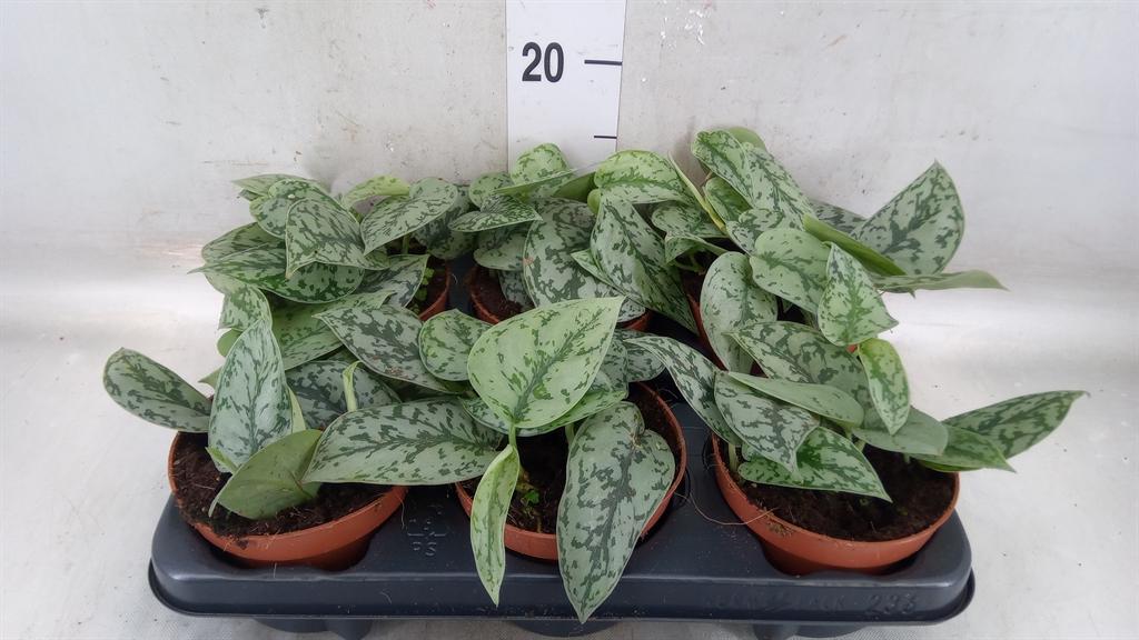 Горшечные цветы и растения оптом Scindapsus   ... от 6шт из Голландии с доставкой по России