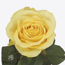 Срезанные цветы оптом Rosa large rise & shine от 560шт из Голландии с доставкой по России