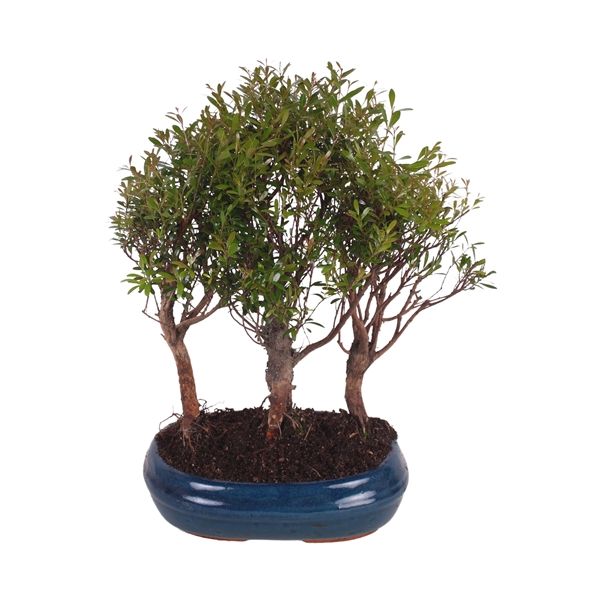 Горшечные цветы и растения оптом Bonsai Mix Forest In Ceramic от 2шт из Голландии с доставкой по России