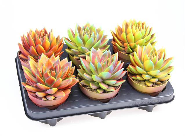 Горшечные цветы и растения оптом Echeveria Rainbow Mix от 6шт из Голландии с доставкой по России