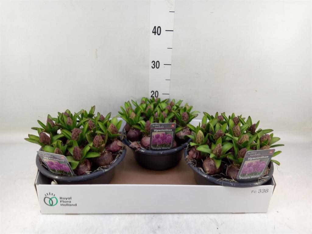 Горшечные цветы и растения оптом Hyacinthus Orie.   ... от 3шт из Голландии с доставкой по России