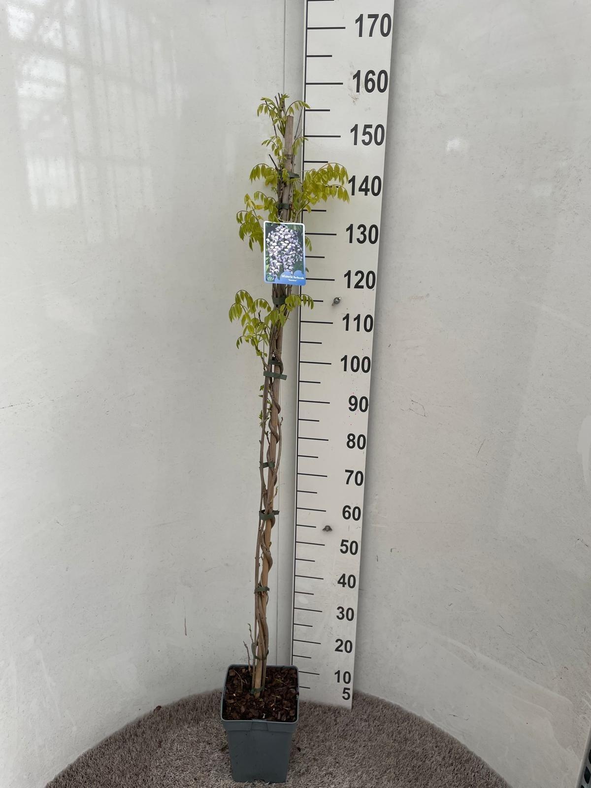 Горшечные цветы и растения оптом Wist Fl Domino от 1шт из Голландии с доставкой по России