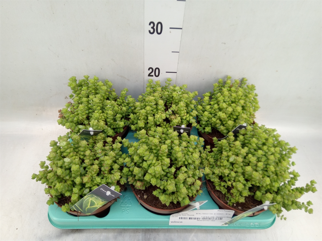 Горшечные цветы и растения оптом Crassula   ... от 6шт из Голландии с доставкой по России