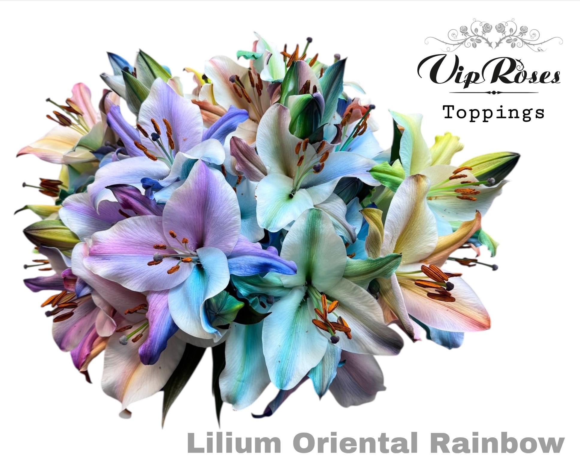 Срезанные цветы оптом Lilium or paint rainbow от 20шт из Голландии с доставкой по России
