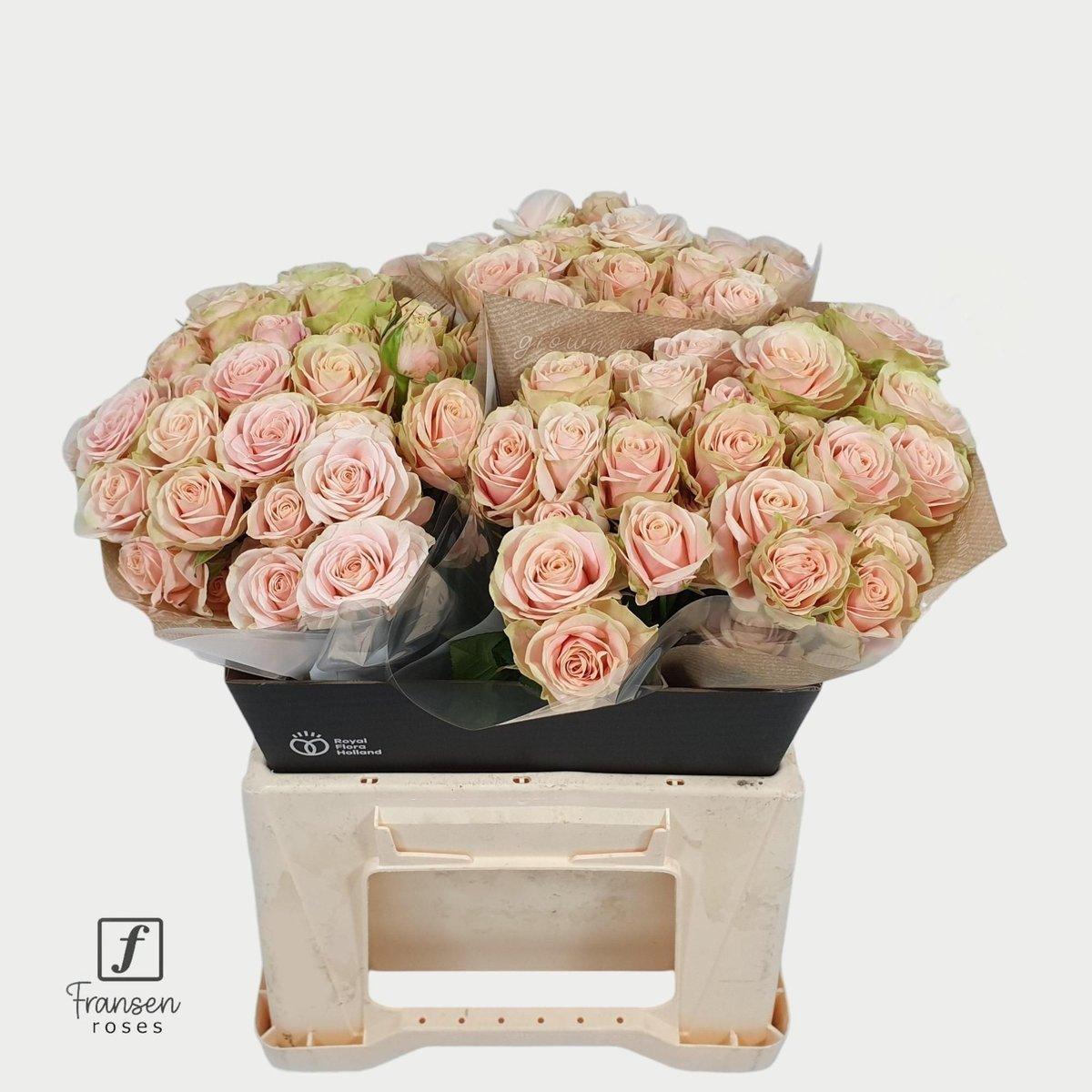 Срезанные цветы оптом Rosa spray whitney от 40шт из Голландии с доставкой по России