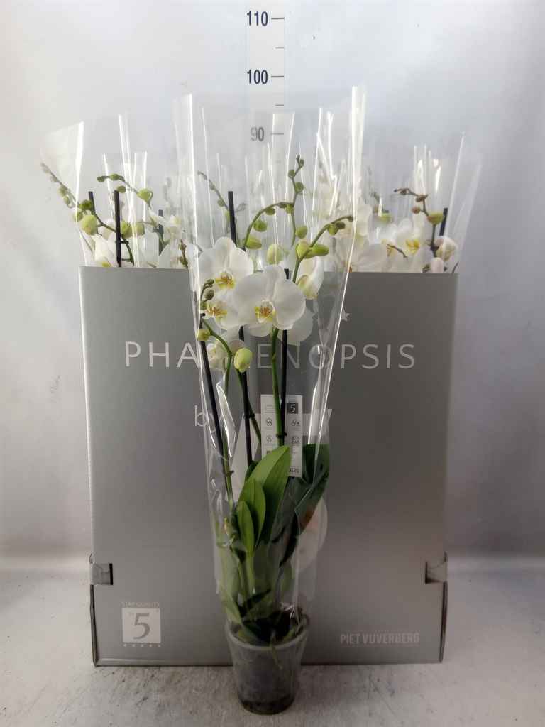 Горшечные цветы и растения оптом Phalaenopsis   ...white от 12шт из Голландии с доставкой по России