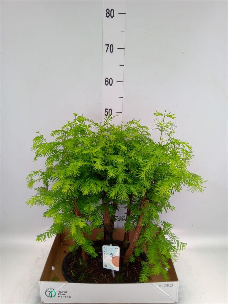 Горшечные цветы и растения оптом Bonsai   ... от 1шт из Голландии с доставкой по России