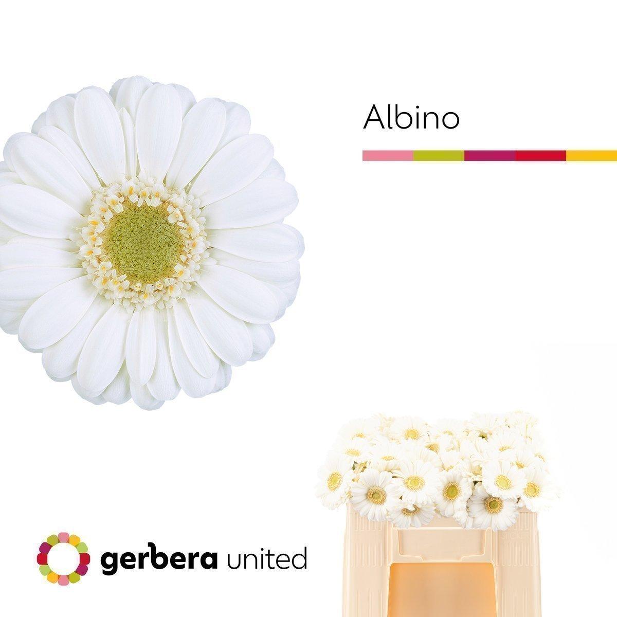 Срезанные цветы оптом Germini albino от 80шт из Голландии с доставкой по России