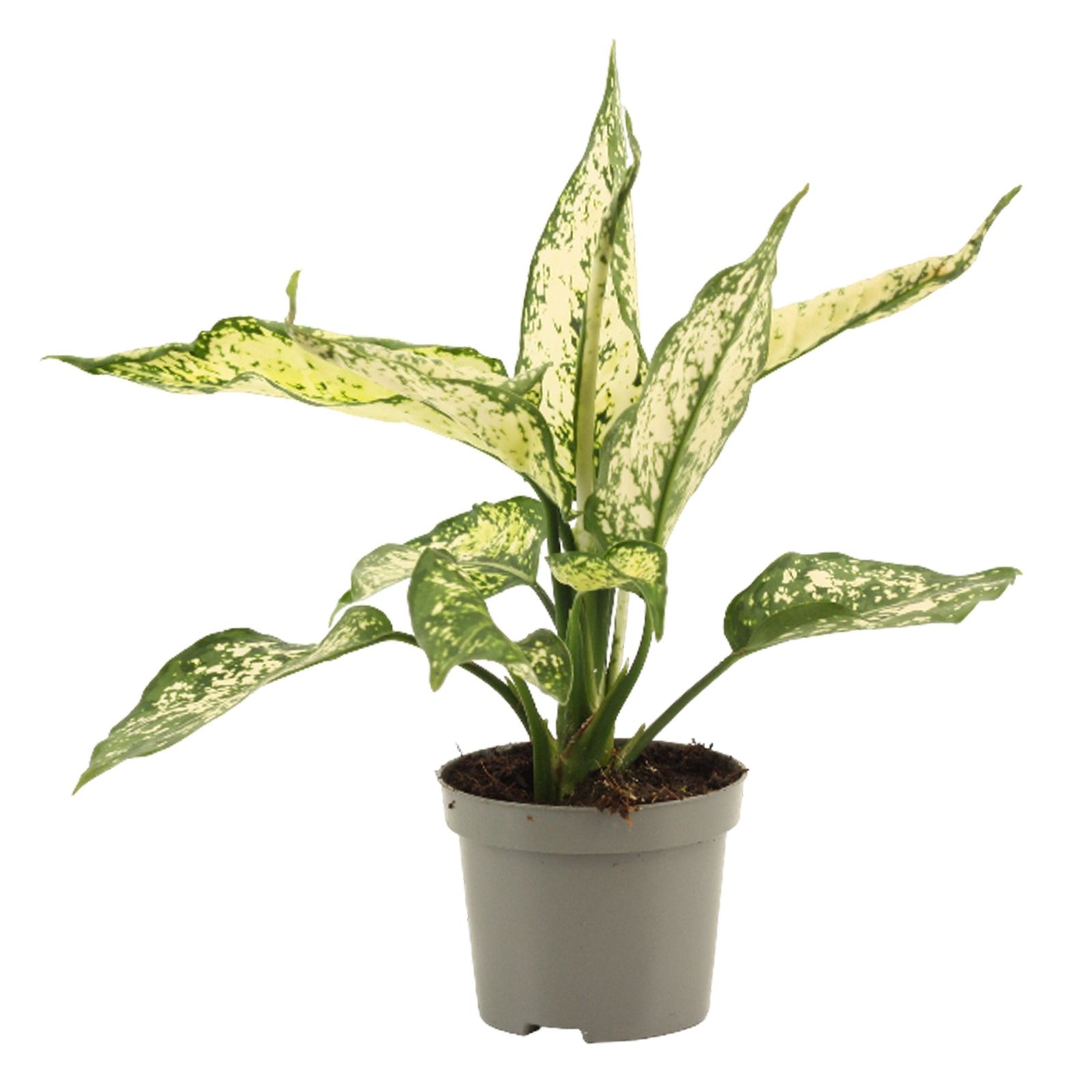 Горшечные цветы и растения оптом Aglaonema White Diamond 9 Cm от 18шт (для телеги) из Голландии с доставкой по России