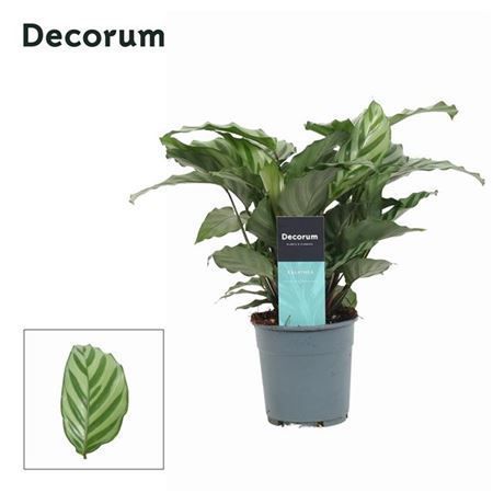 Горшечные цветы и растения оптом Calathea Freddie (decorum) от 6шт из Голландии с доставкой по России