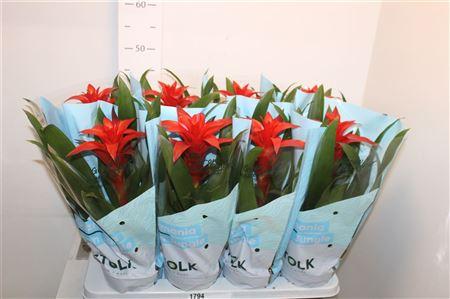 Горшечные цветы и растения оптом Guzm Amoretto Spring Deal от 8шт из Голландии с доставкой по России
