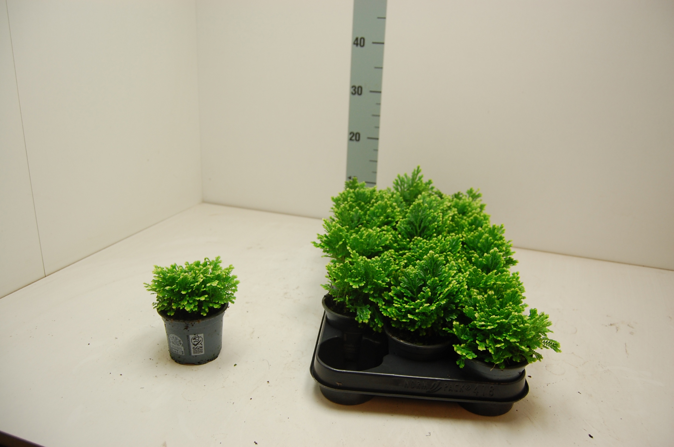 Горшечные цветы и растения оптом Selag M Jori от 18шт (для телеги) из Голландии с доставкой по России