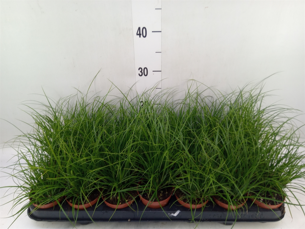 Горшечные цветы и растения оптом Carex Brunnea от 21шт (для телеги) из Голландии с доставкой по России