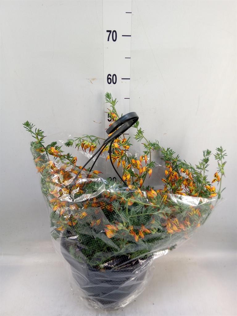 Горшечные цветы и растения оптом Lotus Corniculatus от 1шт из Голландии с доставкой по России
