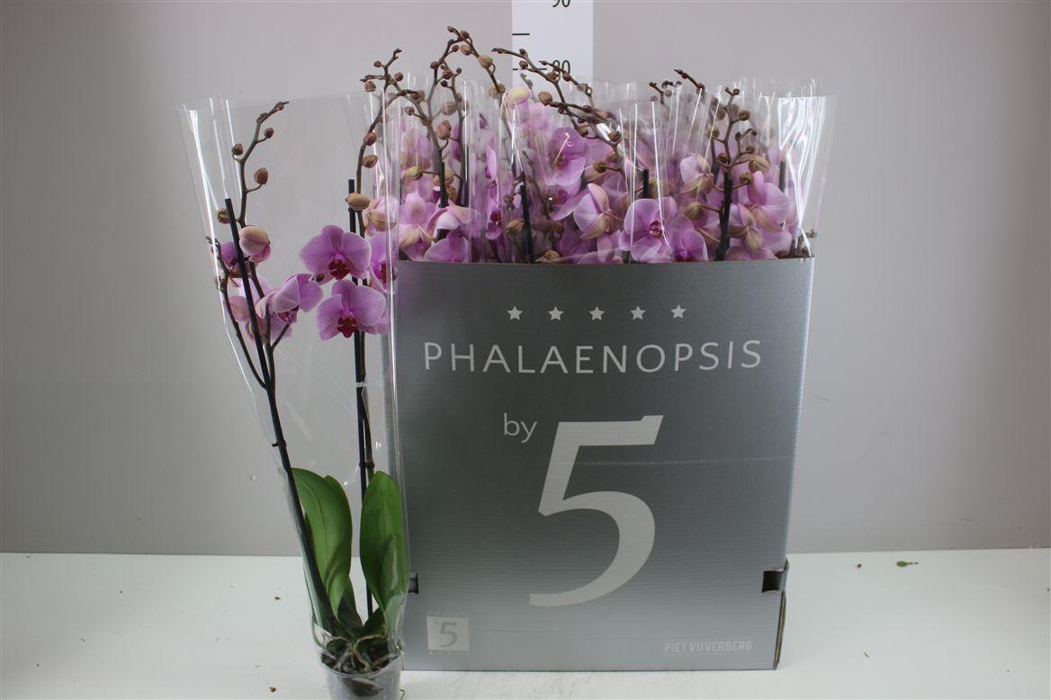 Горшечные цветы и растения оптом Phal Roze 2 Tak от 12шт из Голландии с доставкой по России