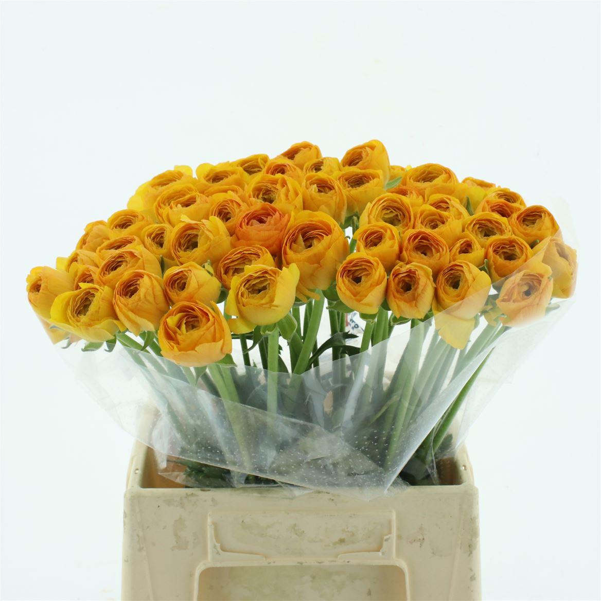 Срезанные цветы оптом Ranunculus clooney lambada от 50шт из Голландии с доставкой по России