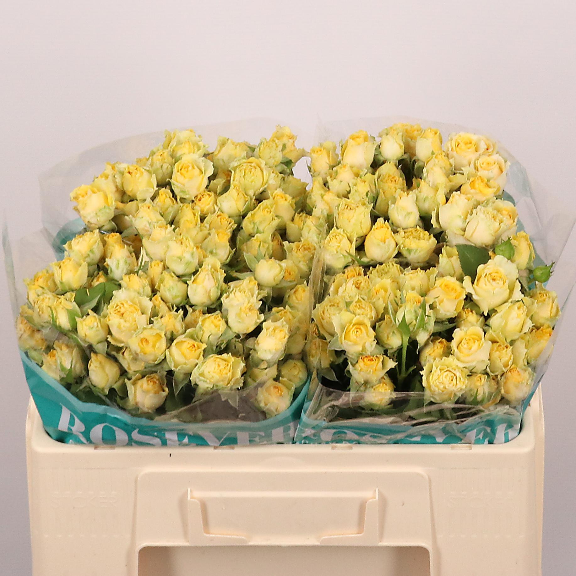 Срезанные цветы оптом Rosa spray lovely rosever от 25шт из Голландии с доставкой по России