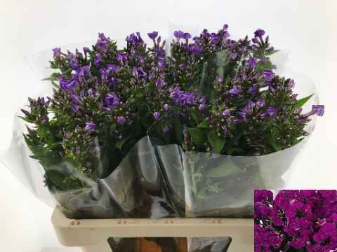 Срезанные цветы оптом Phlox crissy от 50шт из Голландии с доставкой по России