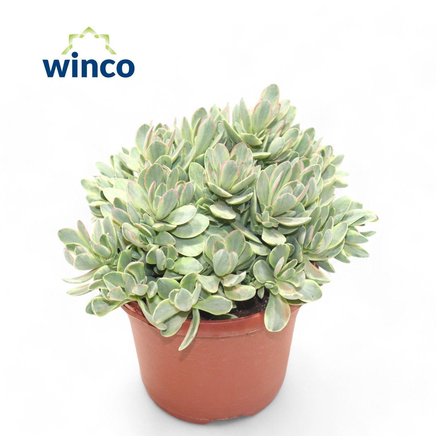 Горшечные цветы и растения оптом Crass Overig от 4шт из Голландии с доставкой по России