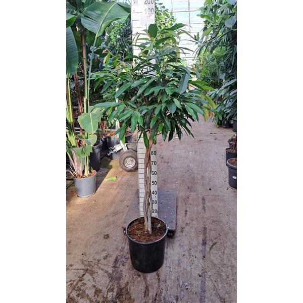 Горшечные цветы и растения оптом Ficus Bin Amstel King Twisted Stem от 1шт из Голландии с доставкой по России