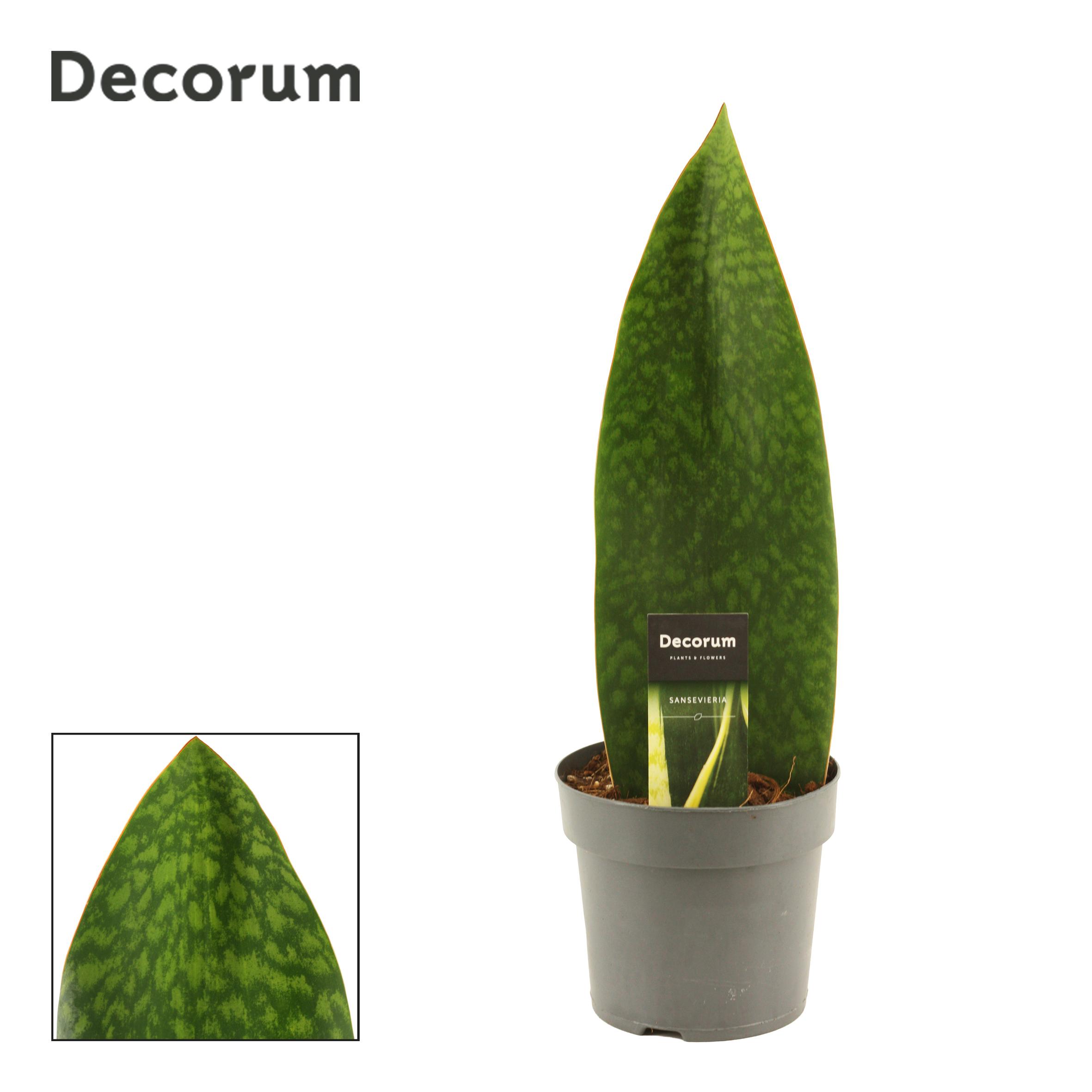 Горшечные цветы и растения оптом Sansevieria Masoniana Green от 7шт из Голландии с доставкой по России
