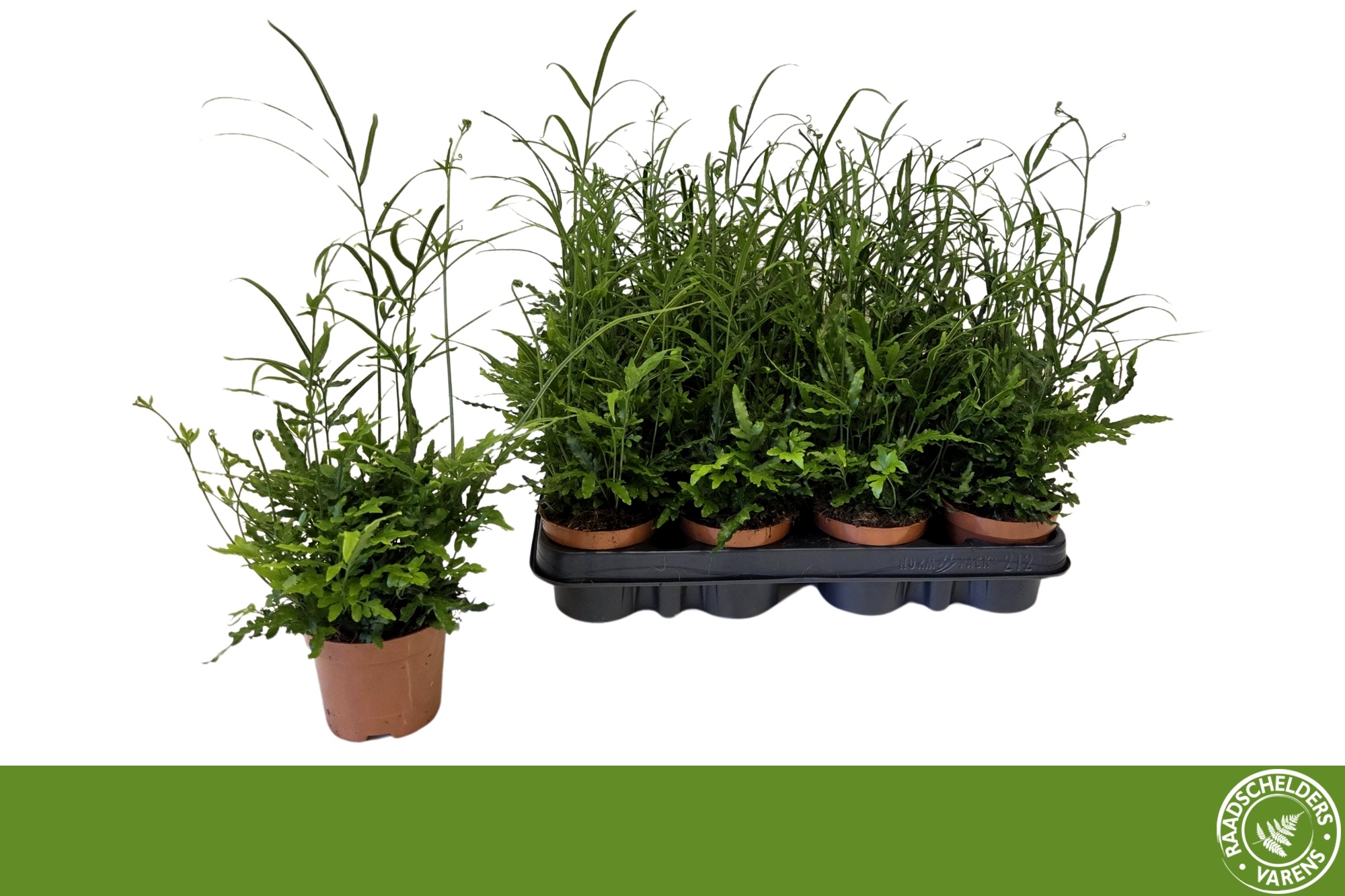 Горшечные цветы и растения оптом Pteris Ensiformis от 12шт (для телеги) из Голландии с доставкой по России