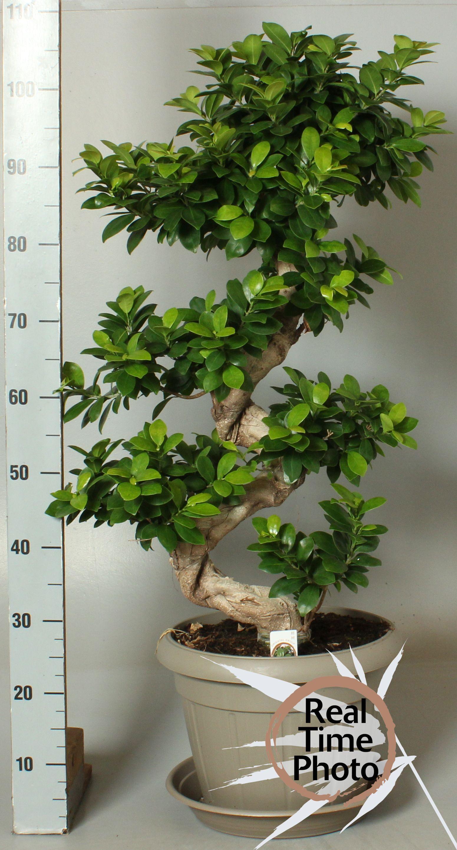 Горшечные цветы и растения оптом Fic Mi Ginseng от 1шт из Голландии с доставкой по России