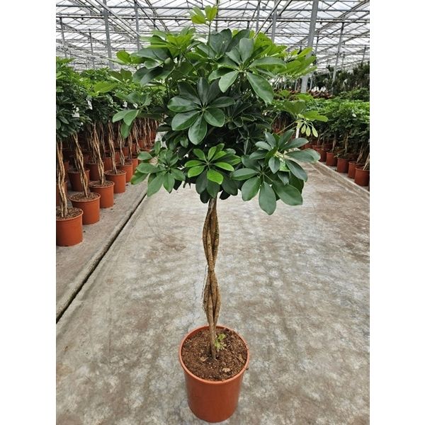 Горшечные цветы и растения оптом Schefflera Compacta Twisted Stem от 1шт из Голландии с доставкой по России