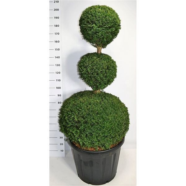 Горшечные цветы и растения оптом Taxus Baccata Trio Ball от 1шт из Голландии с доставкой по России