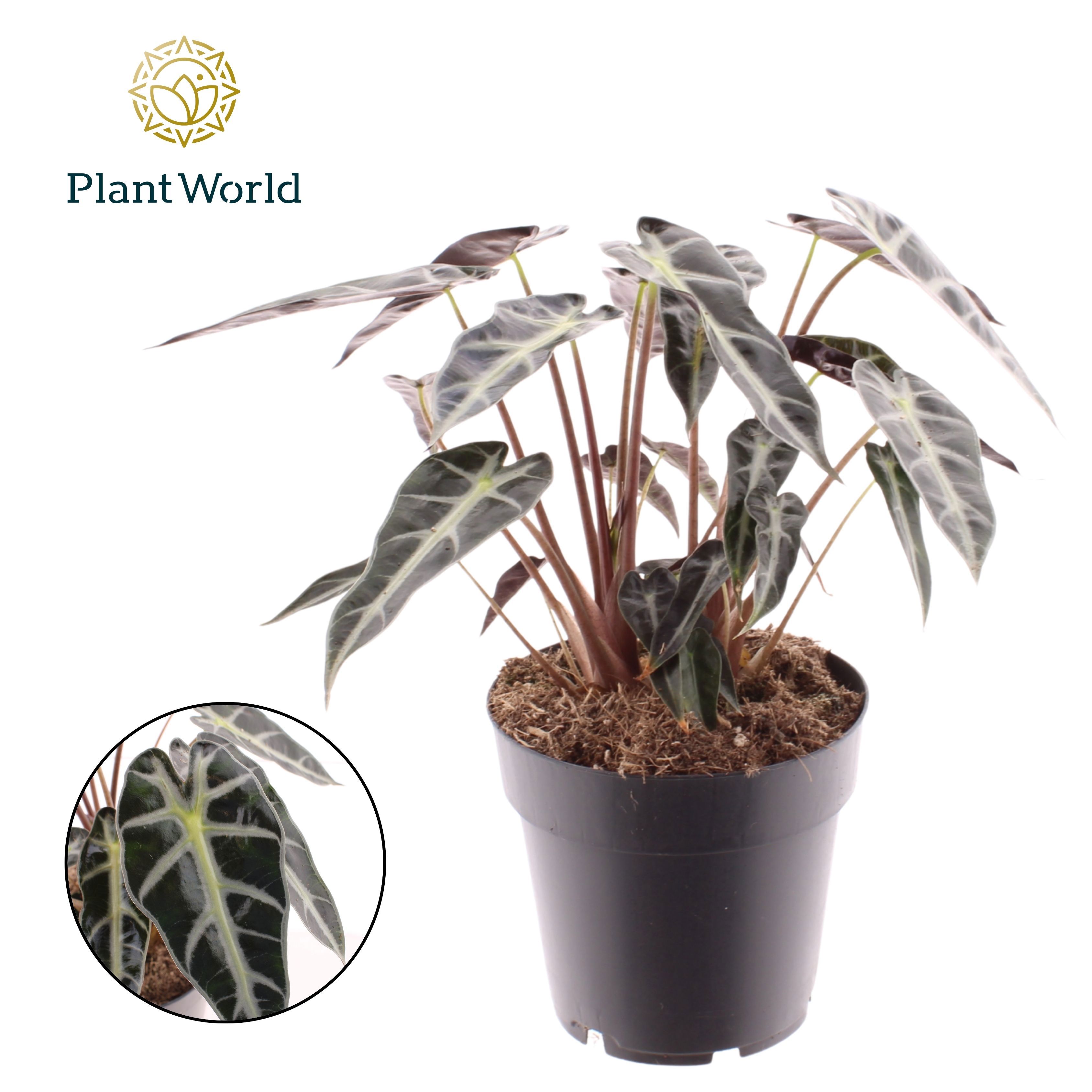 Горшечные цветы и растения оптом Alocasia Bambino Arrow от 7шт (для телеги) из Голландии с доставкой по России