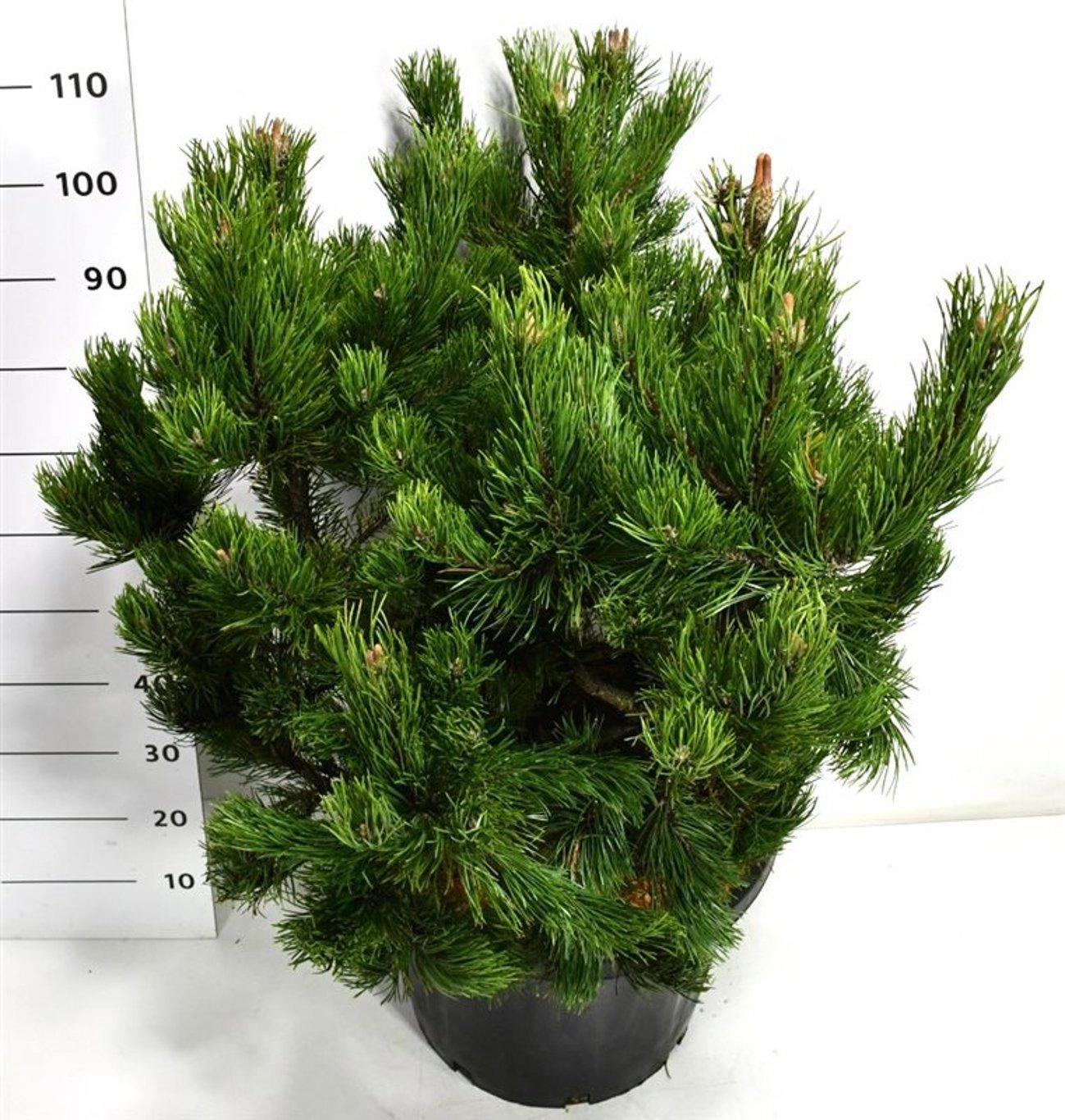 Горшечные цветы и растения оптом Pinus Mugo Gnom A от 1шт из Голландии с доставкой по России