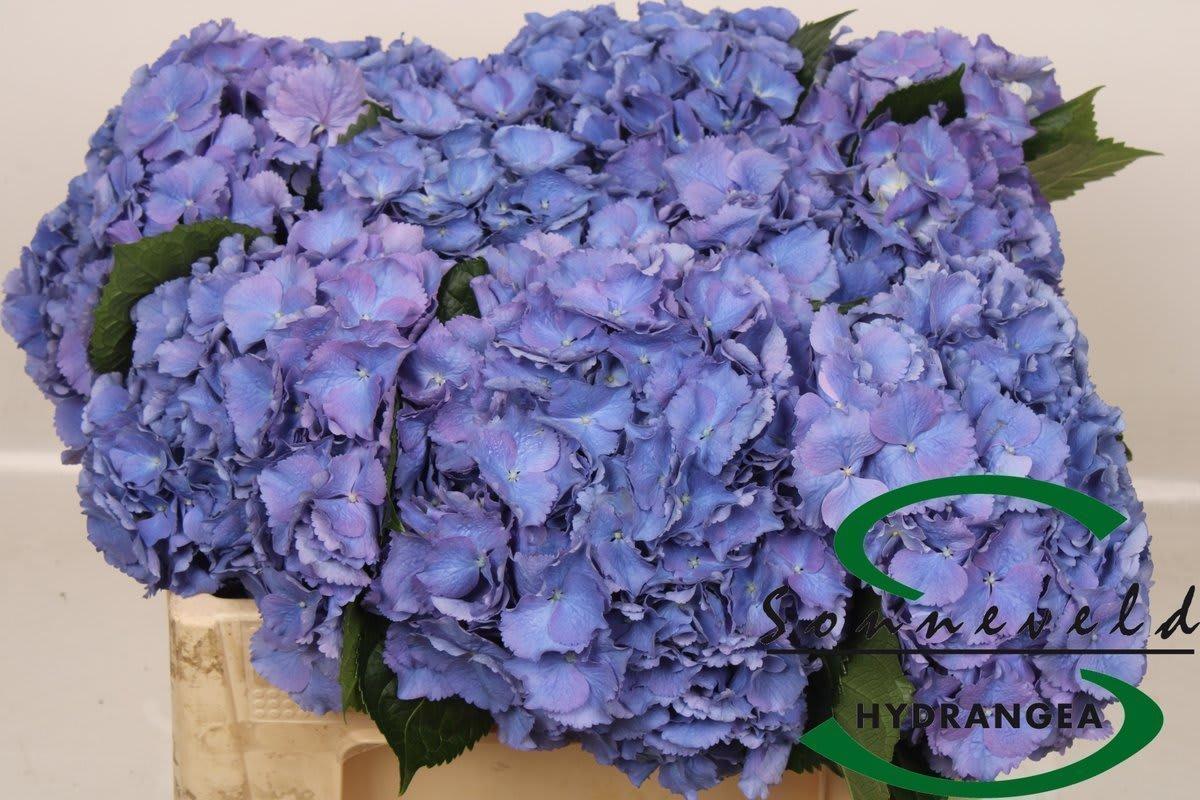 Срезанные цветы оптом Hydrangea pompidou от 10шт из Голландии с доставкой по России