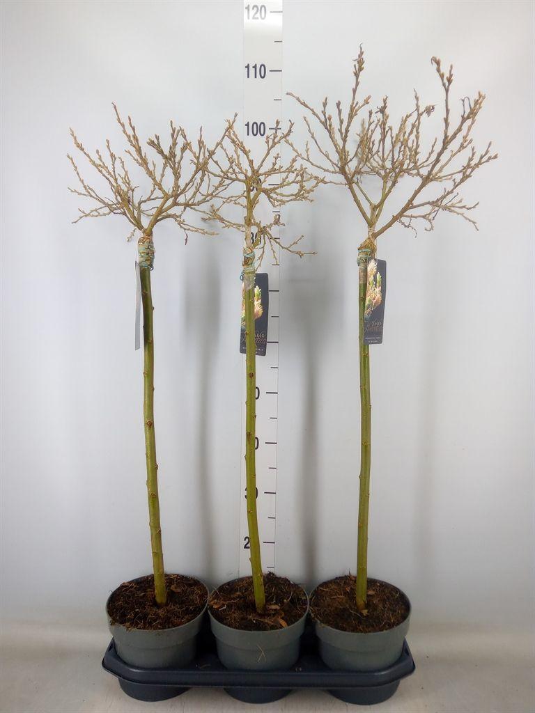 Горшечные цветы и растения оптом Salix Helvetica от 3шт из Голландии с доставкой по России