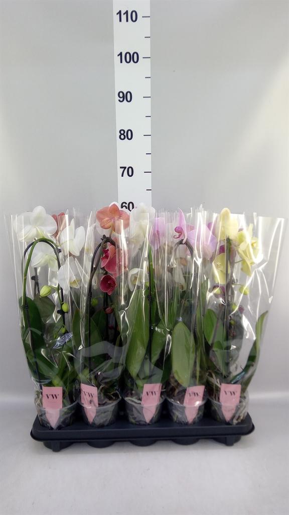 Горшечные цветы и растения оптом Phalaenopsis elegant Cascade от 10шт из Голландии с доставкой по России