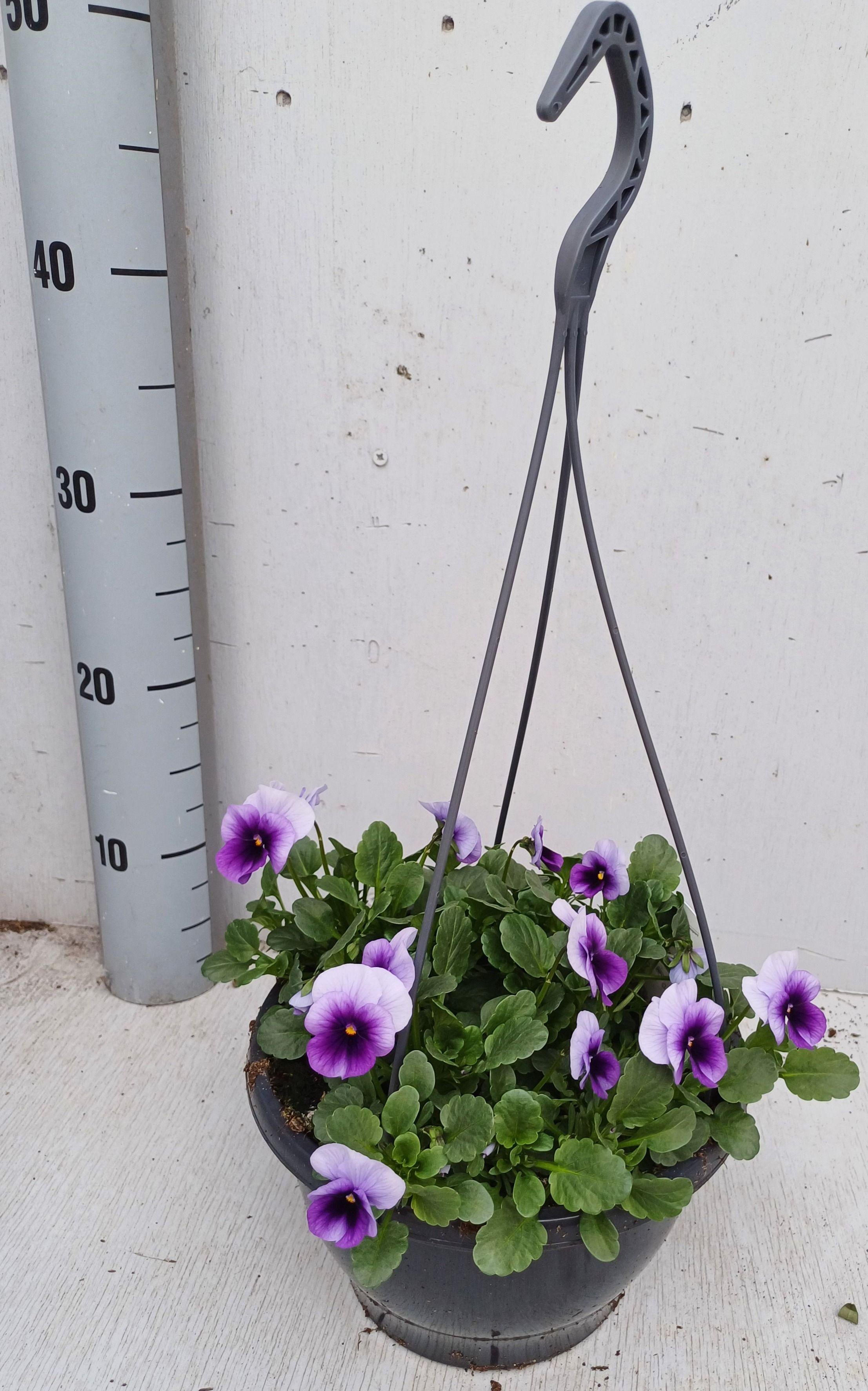 Горшечные цветы и растения оптом Vio Co Sor Xp Beacon от 1шт из Голландии с доставкой по России