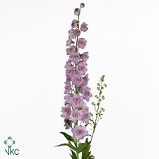 Срезанные цветы оптом Delphinium el du dewi lady от 40шт из Голландии с доставкой по России