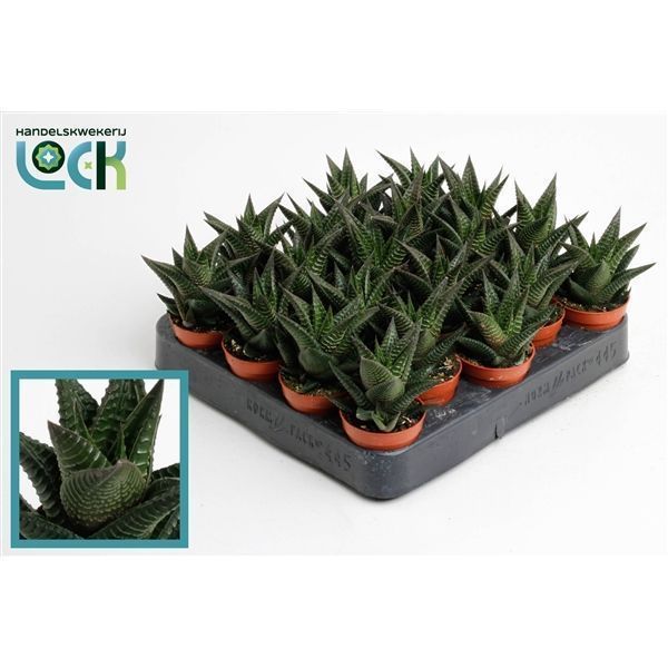 Горшечные цветы и растения оптом Haworthia Limifolia от 30шт из Голландии с доставкой по России