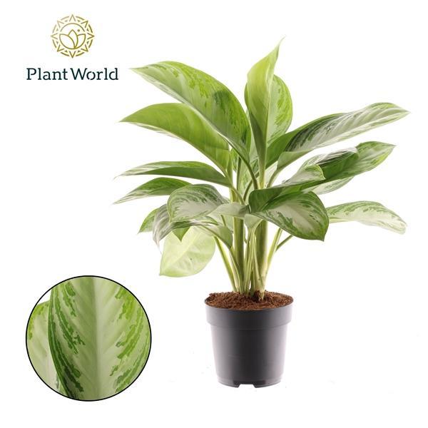 Горшечные цветы и растения оптом Aglaonema Silver Bay от 6шт из Голландии с доставкой по России